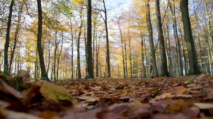 Nationalpark Jasmund